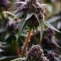 Сорт семян каннабиса Auto Black Opium